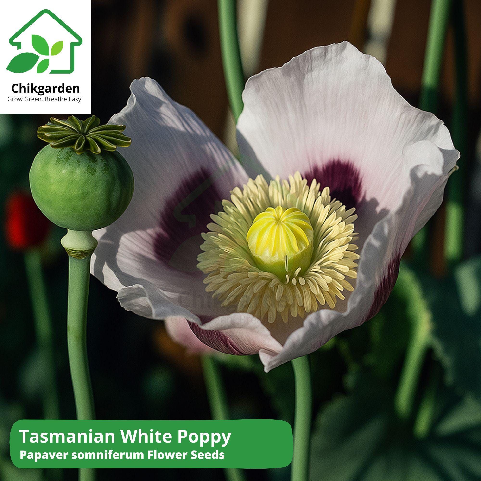 Poppy 1500+ Tasmanian White Poppy Seeds: Heirloom Papaver Somniferum - Etsy
