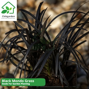 May include: A close-up of Black Mondo Grass, a plant with long, dark, slender leaves. The image features a green banner with the text "Black Mondo Grass Seeds For Garden Planting" and a logo with a house and leaves.