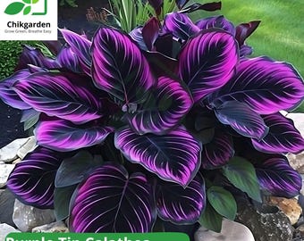 Purple Tip Calathea Seeds: Garden Planting Flower | 25 Seeds