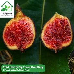 Cold Hardy Fig Tree Starter Plants: Olympian, Yellow Long Neck, Fignomenal