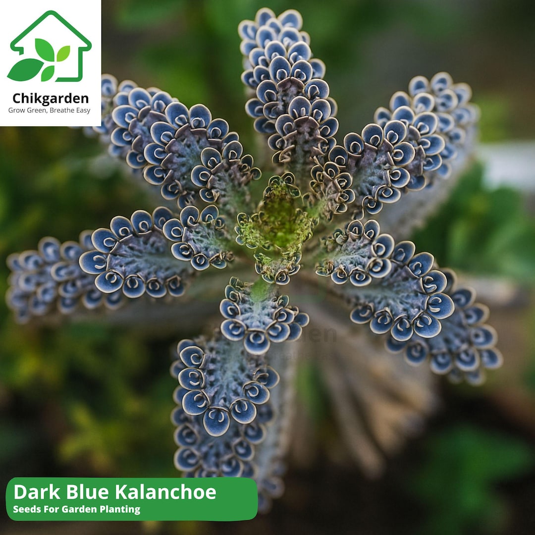 Apple - からんこえ  Rare Dark Blue Kalanchoe 25 Seeds: Exotic Succulent Flower Plant