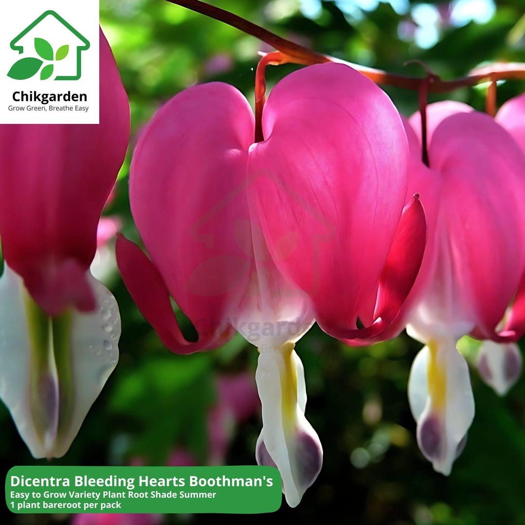 Easy to Grow Dicentra Boothman's Variety Bleeding Heart Plant Root (1 ...