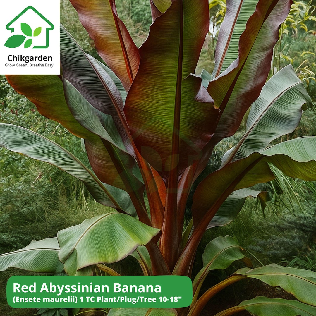 Inspiring Red Abyssinian Banana Tree Gallery