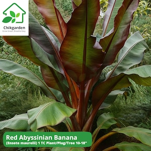 Red Abyssinian Banana Plant Ensete Maurelii, Live Tissue Culture Plug 10–18”, Ornamental Tropical Tree, Rare Musa Starter Plant, Fast grower