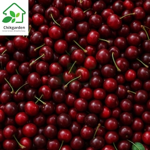 May include: A close-up shot of a large pile of ripe, dark red cherries. The cherries have green stems and a glossy appearance. The image is well-lit, showcasing the vibrant color and texture of the fruit. The Chikgarden logo is in the top left corner.