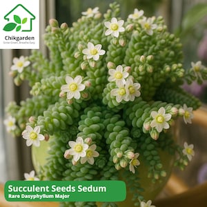 200 Spiral Succulent Seeds: Sedum Dasyphyllum Major, Blue-Green Ground Cover