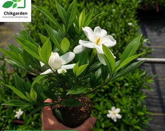 Frost Proof Gardenia Live Plant: 1 QT Size | Gardenia Jasminoides