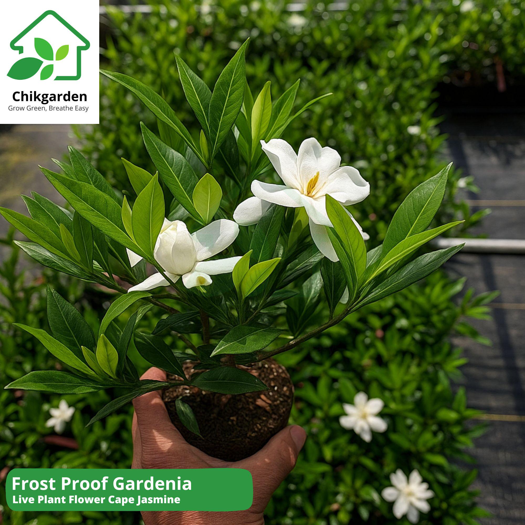 Frost Proof Gardenia Live Plant: 1 QT Size | Gardenia Jasminoides, Cape  Jasmine, Fragrant White Blooms - Etsy