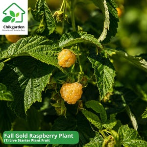 May include: Close-up of a Fall Gold Raspberry Plant with ripe, golden-yellow berries. The plant has large, green, textured leaves. The image includes the text "Fall Gold Raspberry Plant (1) Live Starter Plant Fruit" and the Chikgarden logo.