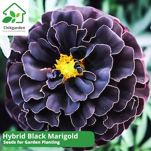 May include: Close-up of a Hybrid Black Marigold flower. The dark purple petals have white edges and surround a bright yellow center. The image includes the text "Hybrid Black Marigold Seeds for Garden Planting".