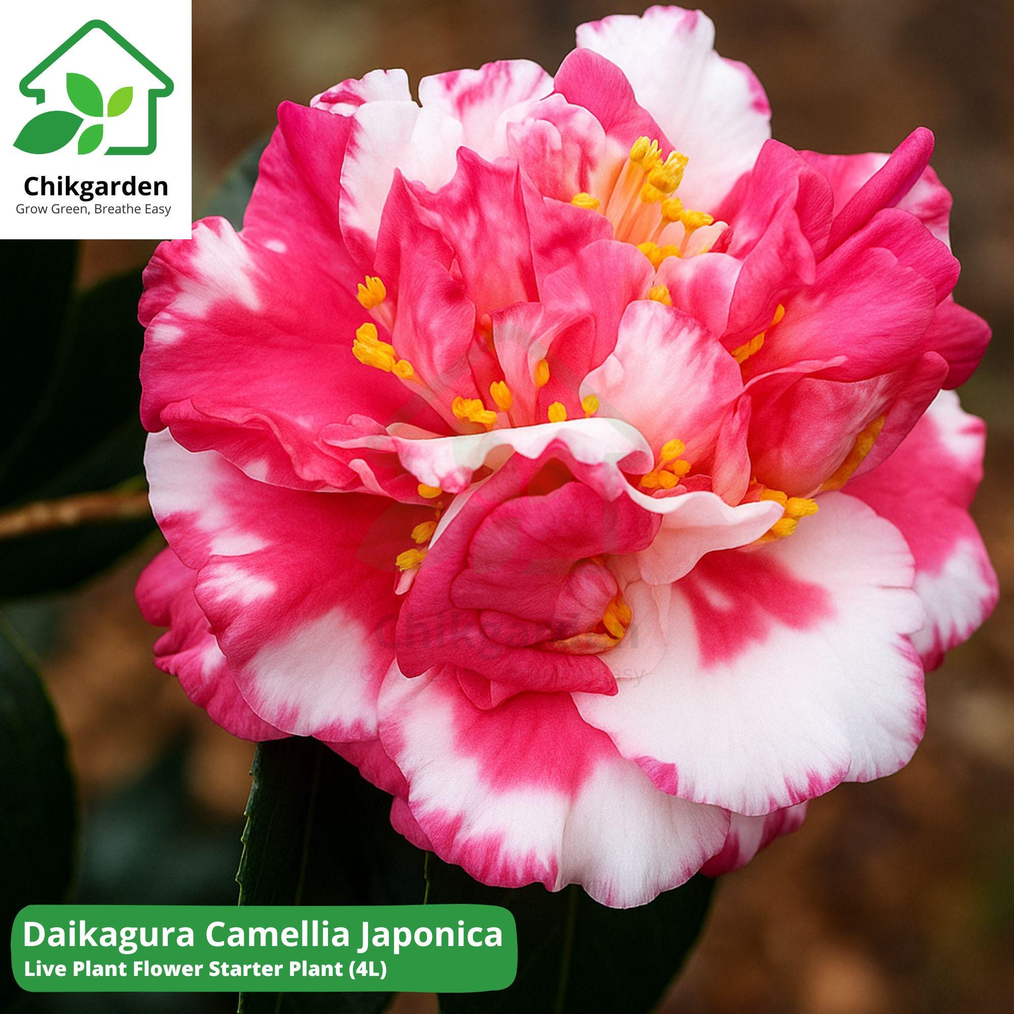 Daikagura Camellia Japonica Live Starter Plant: (4L) Size, Rare