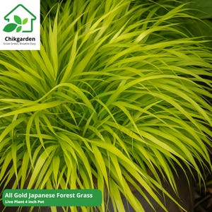 May include: Close-up of All Gold Japanese Forest Grass, a live plant in a 4-inch pot. The grass features long, slender, bright yellow-green blades. The Chikgarden logo is in the upper left corner. The text "Grow Green, Breathe Easy" is below the logo.