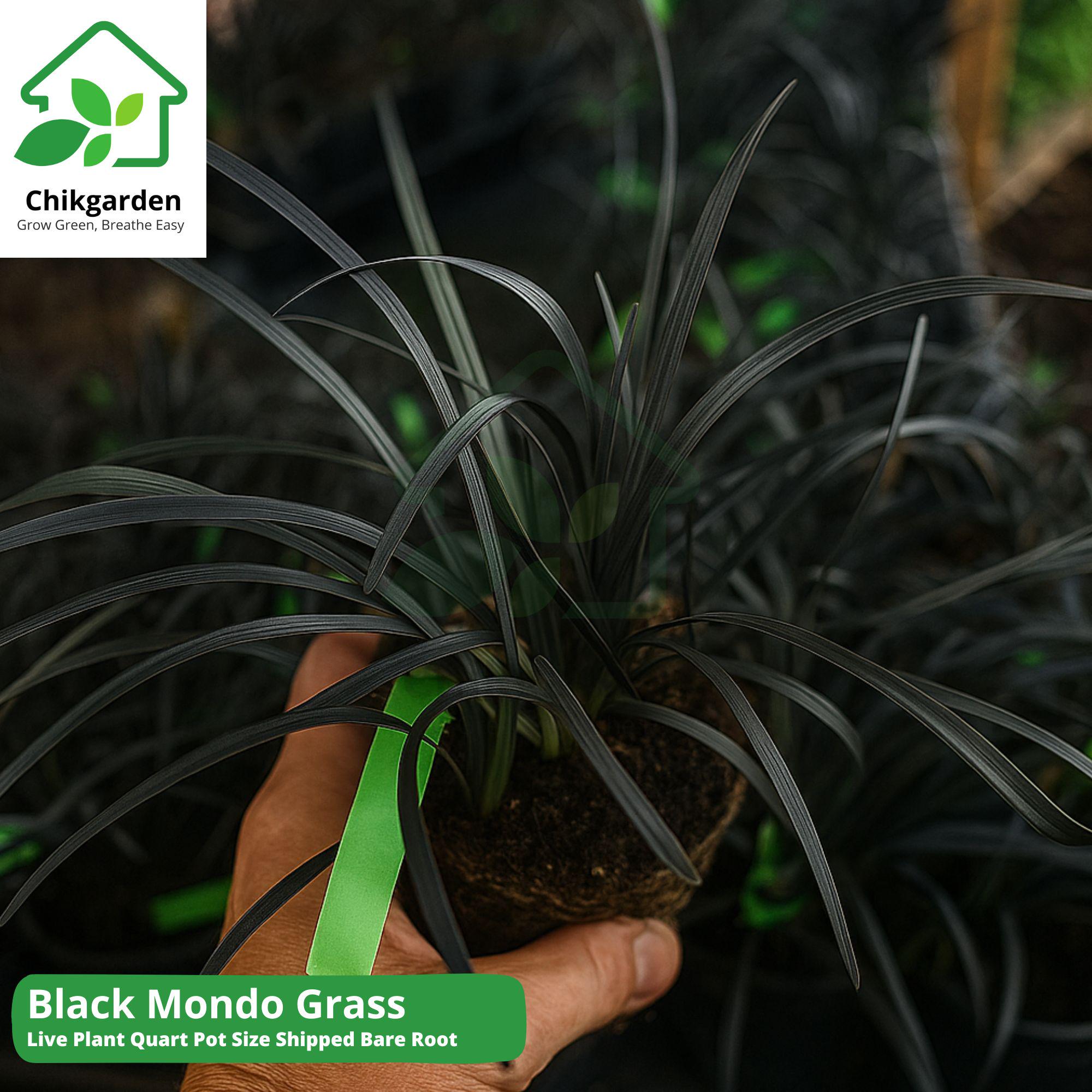 Black Mondo Grass Seeds or Live Plant: Rare Ornamental Perennial
