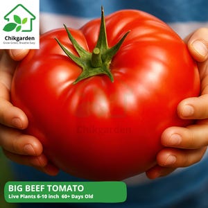 May include: A large, ripe Big Beef tomato, held in hands, with a vibrant red color and green stem. The image includes the text "BIG BEEF TOMATO" and "Live Plants 6-10 inch 60+ Days Old". The Chikgarden logo is in the upper left and lower center.