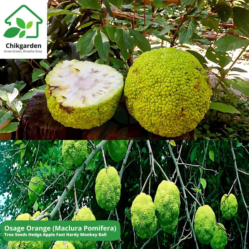 Maclura Pomifera Tree 10 Seeds, Osage Orange Fruit, Hedge Horse Apple | The Plant Attraction