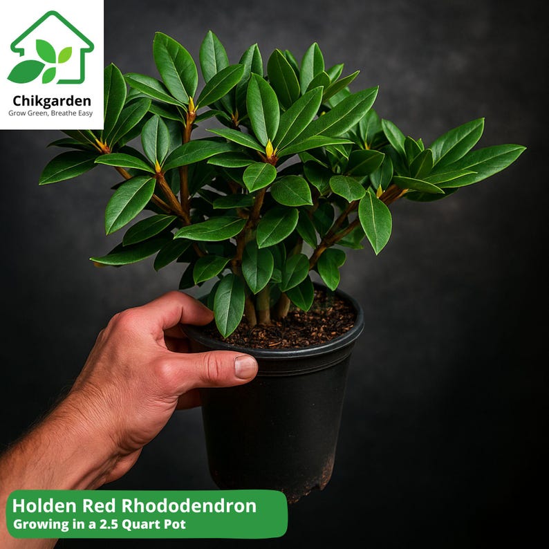 Holden Red Rhododendron | Live Plant in Grow Bag | 2.5 QT Size - Etsy