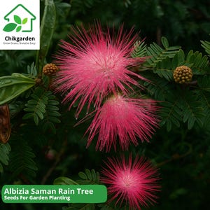 May include: Close-up of Albizia Saman Rain Tree flowers with vibrant pink, fluffy blooms. The image showcases the plant's delicate, feathery petals and green foliage. The text "Seeds For Garden Planting" is visible at the bottom.