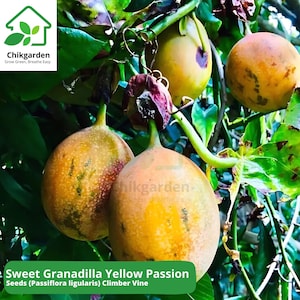 Sweet Granadilla Seeds: Yellow Passion Fruit, Exotic Climbing Vine
