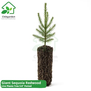 Giant Sequoia Redwood Tree Seedling: Live Potted Conifer, USA Grown
