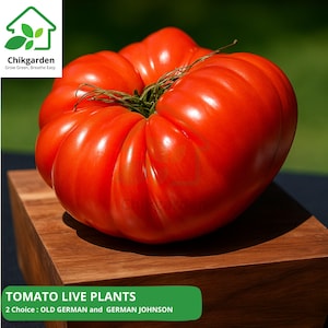 Heirloom Tomato Live Plants: Old German & German Johnson Varieties