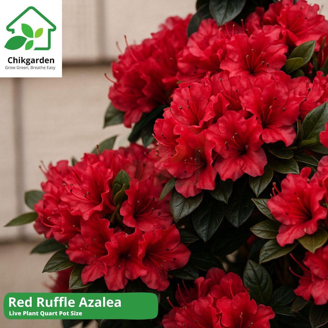 Red Ruffle Azalea: Rutherford Hybrid, Flower Live Plant, 1 Quart Pot ...