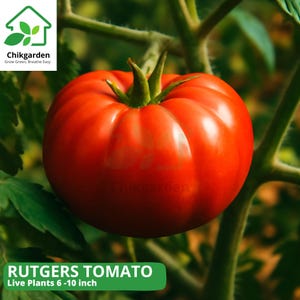 May include: A ripe, red Rutgers tomato with a green stem, set against a backdrop of green leaves and stems. The image includes the text "Rutgers Tomato" and "Live Plants 6 -10 inch". The tomato is a vibrant, fresh product.