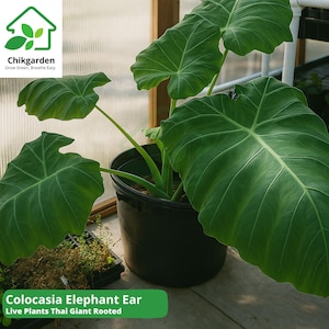 Colocasia Thai Giant Elephant Ear: Live Rooted Tropical Plant 10-12&quot;