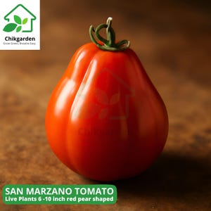 May include: A vibrant red San Marzano tomato, pear-shaped, with a green stem. The image includes the text "SAN MARZANO TOMATO" and "Live Plants 6 -10 inch red pear shaped". The tomato is on a wooden surface.