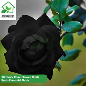 Black Rose Seeds: Rare Heirloom Perennial Shrub - USA Seller