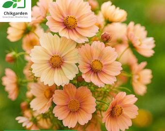 Apricot Lemonade Cosmos Seeds: Easy Grow, Vibrant Pollinator - 200 Seeds