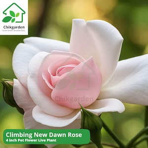 Climbing New Dawn Rose Live Plant: Blush Pink Double Blooms, Hardy Zones 4-9