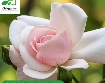 Climbing New Dawn Rose Live Plant: Blush Pink Double Blooms, Hardy Zones 4-9