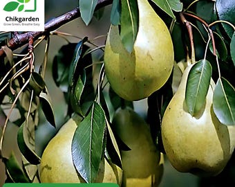 European Pear Tree Seeds: Hardy Fruit Tree with White Blossoms
