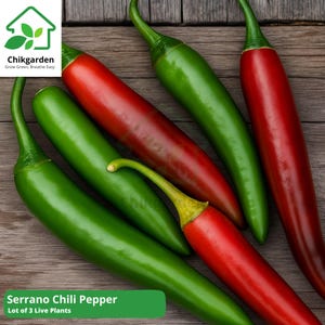 Serrano Chili Lot of (3) Live Plants: 75+ Days Old, Organic and Healthy Starter Plants