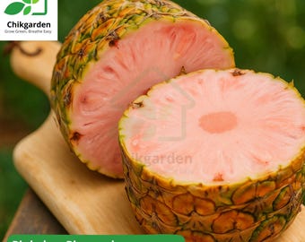 Pinkglow Pineapple Seeds: Rare Tropical Fruit, Exotic Garden Plant