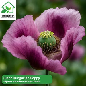 1,500 Giant Hungarian Breadseed Poppy, Papaver Somniferum, Lilac Blooms & Culinary Grade Seeds, Stunning lilac blooms, pollinator friendly
