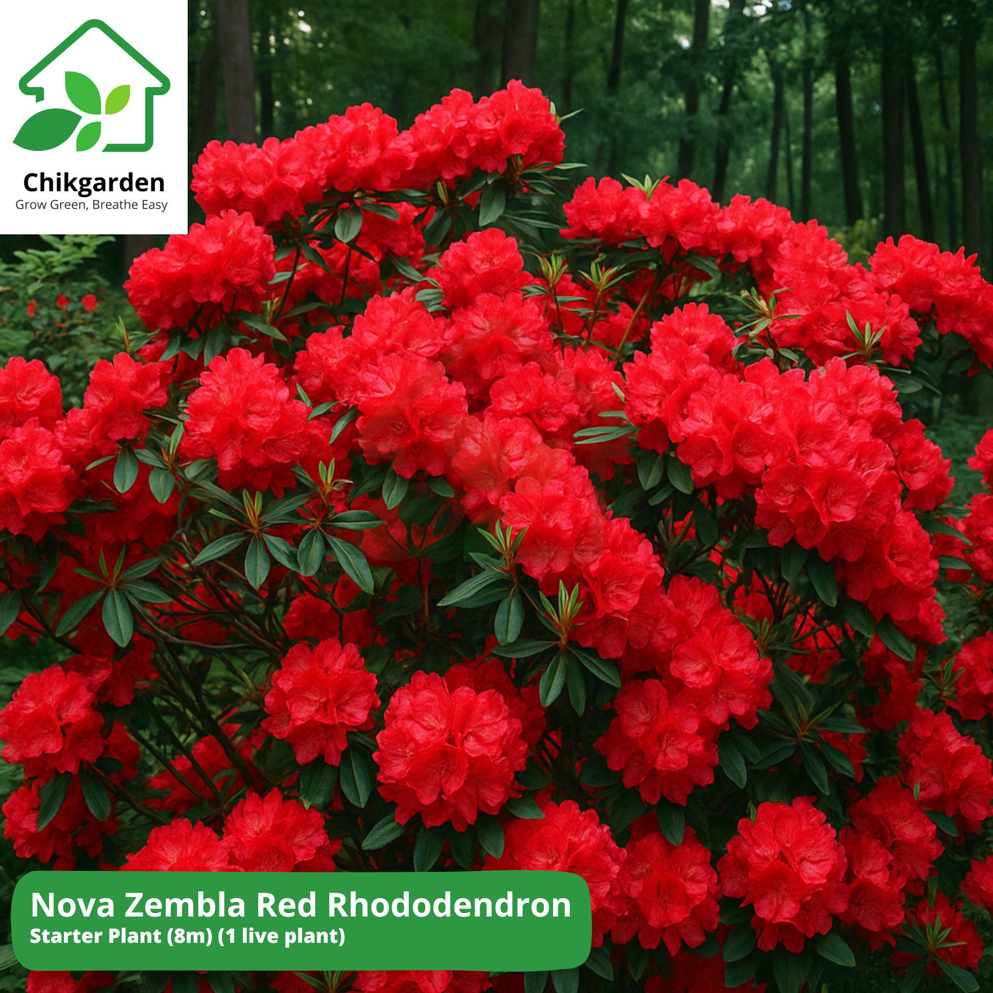 Nova Zembla Red Rhododendron: 1 Live Starter Plant (no Pot) | Hardy ...