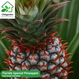 May include: Close-up of a Florida Special Pineapple. The pineapple has a blue-gray body with red and green accents. The top has green leaves with red edges. The text "Florida Special Pineapple" is visible.