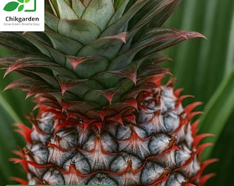 Pineapple Plant - Live White Jade Pineapple Plant - Fruit Trees Live Plants  - Pineapple Plant Live - Pineapple Planter - Ananas Comosus - Etsy