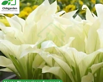 20 Hosta Plantaginea Seeds: Fragrant Plantain, Fire And Ice Shade White Lace