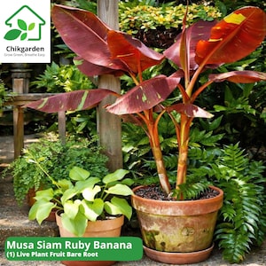 Musa Siam Ruby Banana (1) Live Plant: Tropical Fruit, Ruby Red Foliage