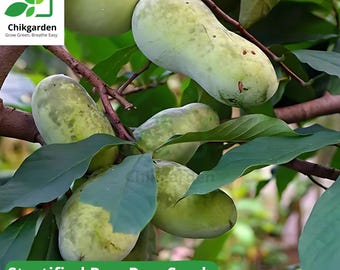 May include: Close-up of a Paw Paw tree branch with several green Paw Paw fruits. The text "Stratified Paw Paw Seeds" and "Asimina triloba Hardy Delicious Rare Native Fruit" is displayed below the image.