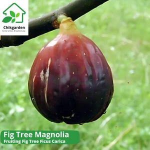 Magnolia Fig Tree, Large Fruiting Live Plant, Cold Hardy Ficus Carica, Grows 4–10 ft, Zones 7–11, Ships in Pot