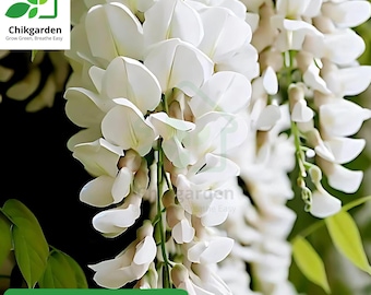 White Wisteria Seeds – Fragrant Japanese Climbing Vine