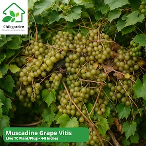 Live Carlos Bronze Muscadine Grape Vine: Self-Fertile, Cold Hardy