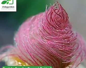 Prairie Smoke Flower Seeds: Geum Triflorum, Rare Wildflower - Etsy