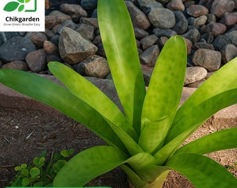 Neoregelia Goldilocks Bromeliad: 2 Live Stater Tropical Plant