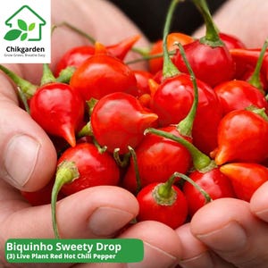 May include: A handful of bright red Biquinho Sweety Drop chili peppers. The peppers have a round shape with a small point and green stems. The image includes the text "Biquinho Sweety Drop (3) Live Plant Red Hot Chili Pepper."