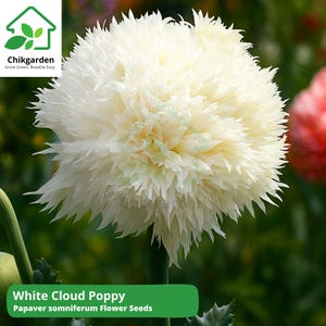 White Cloud Poppy Seeds: Papaver Somniferum, Rare Pure White Blooms