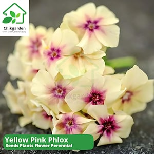 May include: Close-up of a cluster of Yellow Pink Phlox flowers. The petals are a soft yellow with a vibrant pink center. The image includes the text "Yellow Pink Phlox Seeds Plants Flower Perennial" in a green banner.